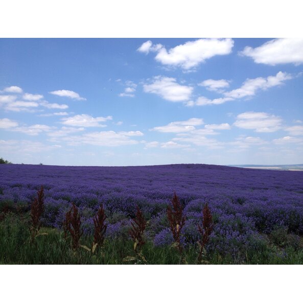 Lavendel_Feld_Bulgarien 8.jpg