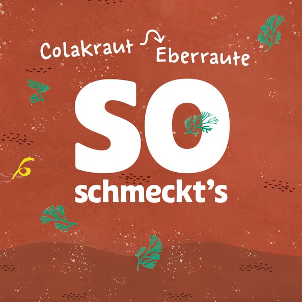 Text "So schmeckt's: Colakraut, Eberraute" mit Kräuter-Illustrationen | © SONNENTOR