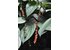 Photo of a pepper bush on which red and green peppercorns can be seen.