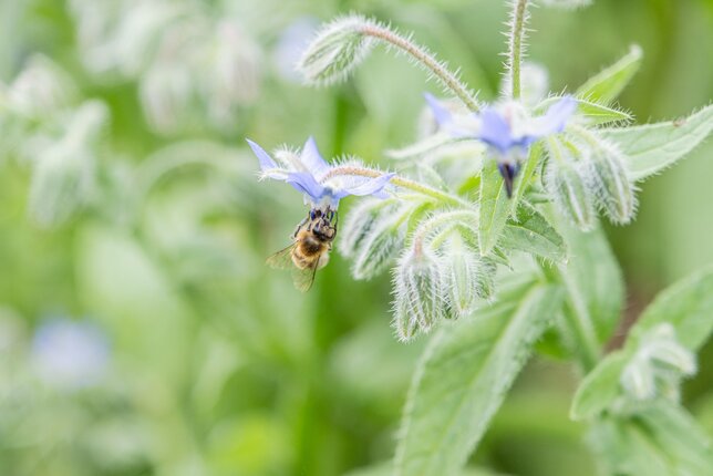 Permakultur | © SONNENTOR