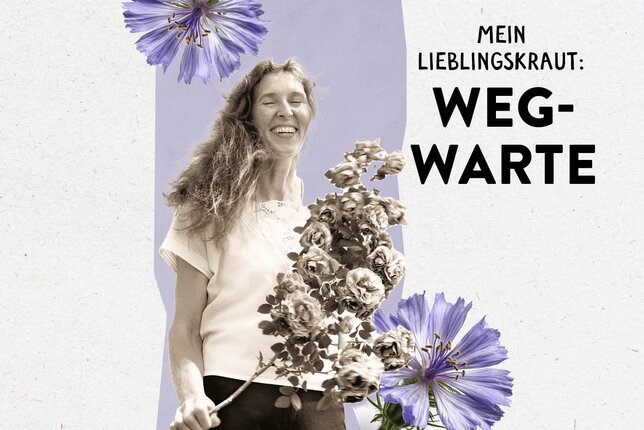 Das Bild zeigt Maria Schmidt zwischen Wegwarten und den Schriftzug "Mein Lieblingskraut: Wegwarte" | © SONNENTOR