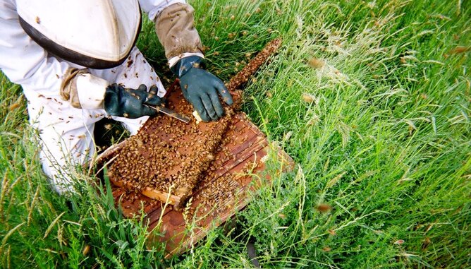 Manuka Ernte | © SONNENTOR Ernte bei Bienen | © SONNENTOR